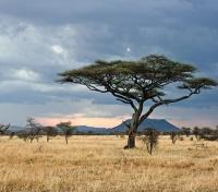 Serengeti Plains